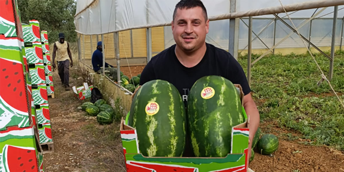 Angurie pugliesi, stagione ricca di sfide tra manodopera e clima